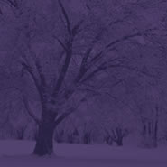 purple tree in snow